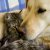 What is Heartworm Disease?