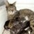 Congratulations! You have a pregnant cat!
